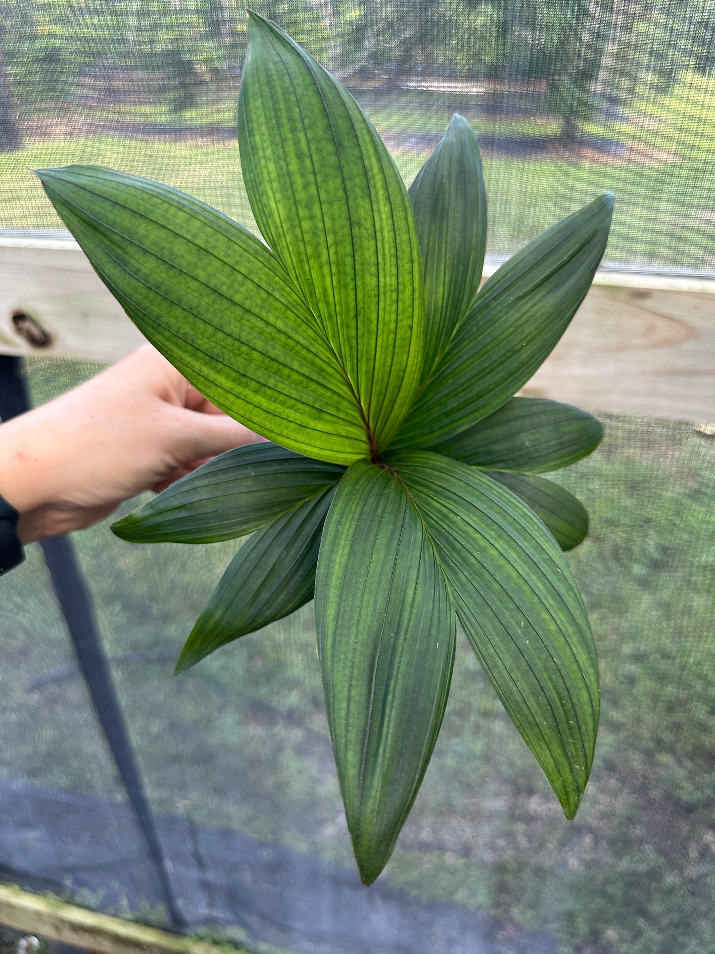 Calyptrocalyx leptostachys Rare Palm