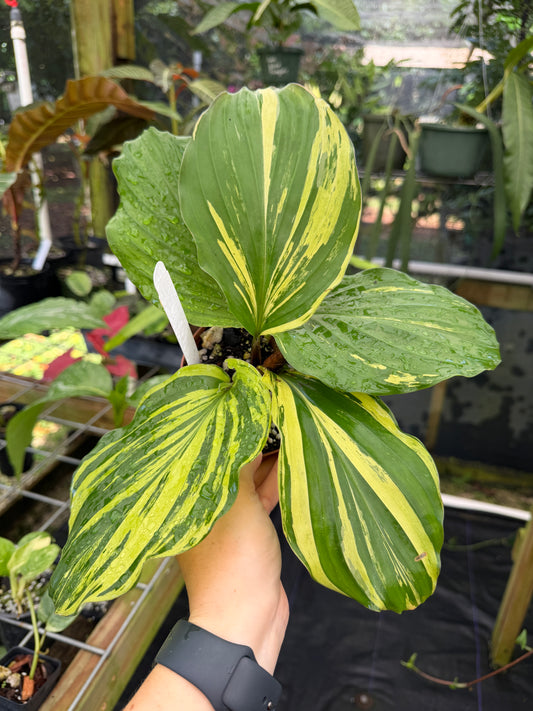 Rare Kaempferia sp. aurea variegated