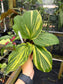 Rare Kaempferia sp. aurea variegated