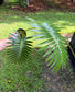 Dioon rzedowskii