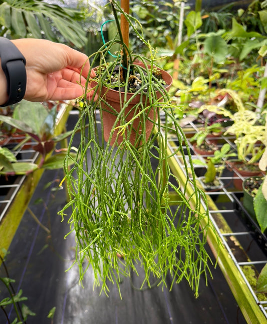 Rhipsalis sp.