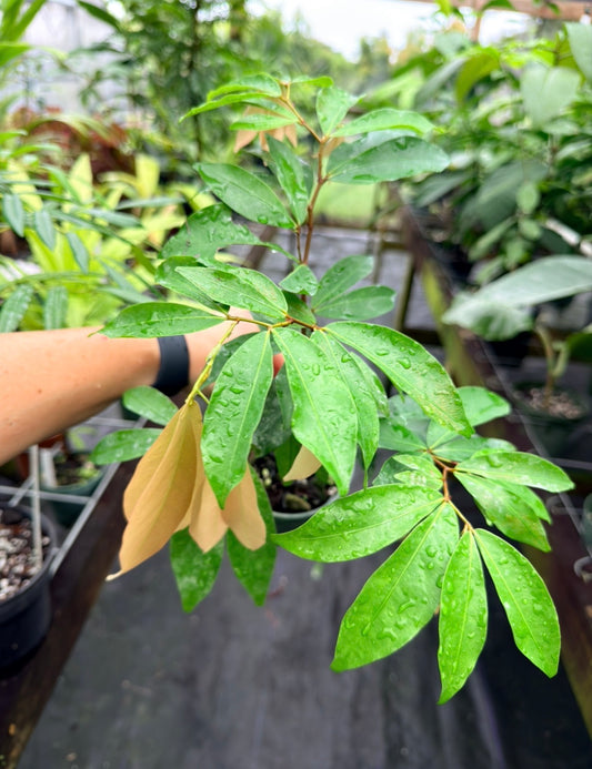 Cynometra cauliflora Rare Tree