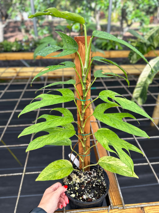 Large Epipremnum pinnatum Mint Variegated