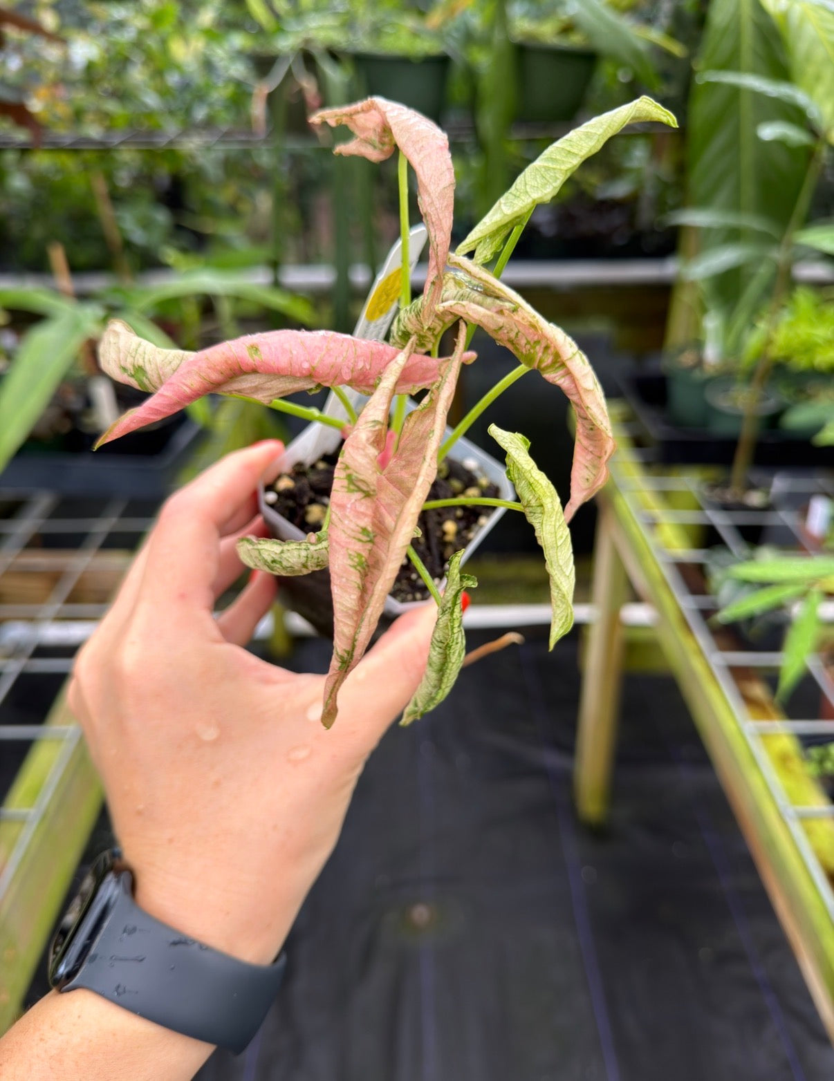 Syngonium Pink Rolli