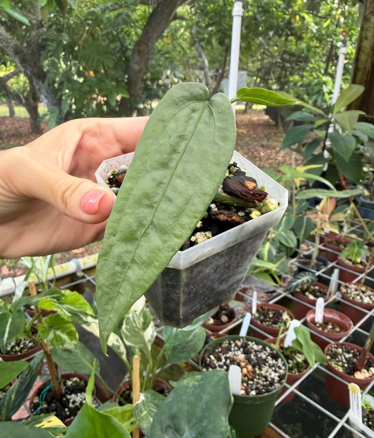 Anthurium sp. 'Limon'