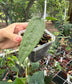 Anthurium sp. 'Limon'