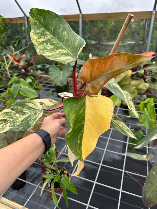 Philodendron Strawberry Shake Variegated High Color