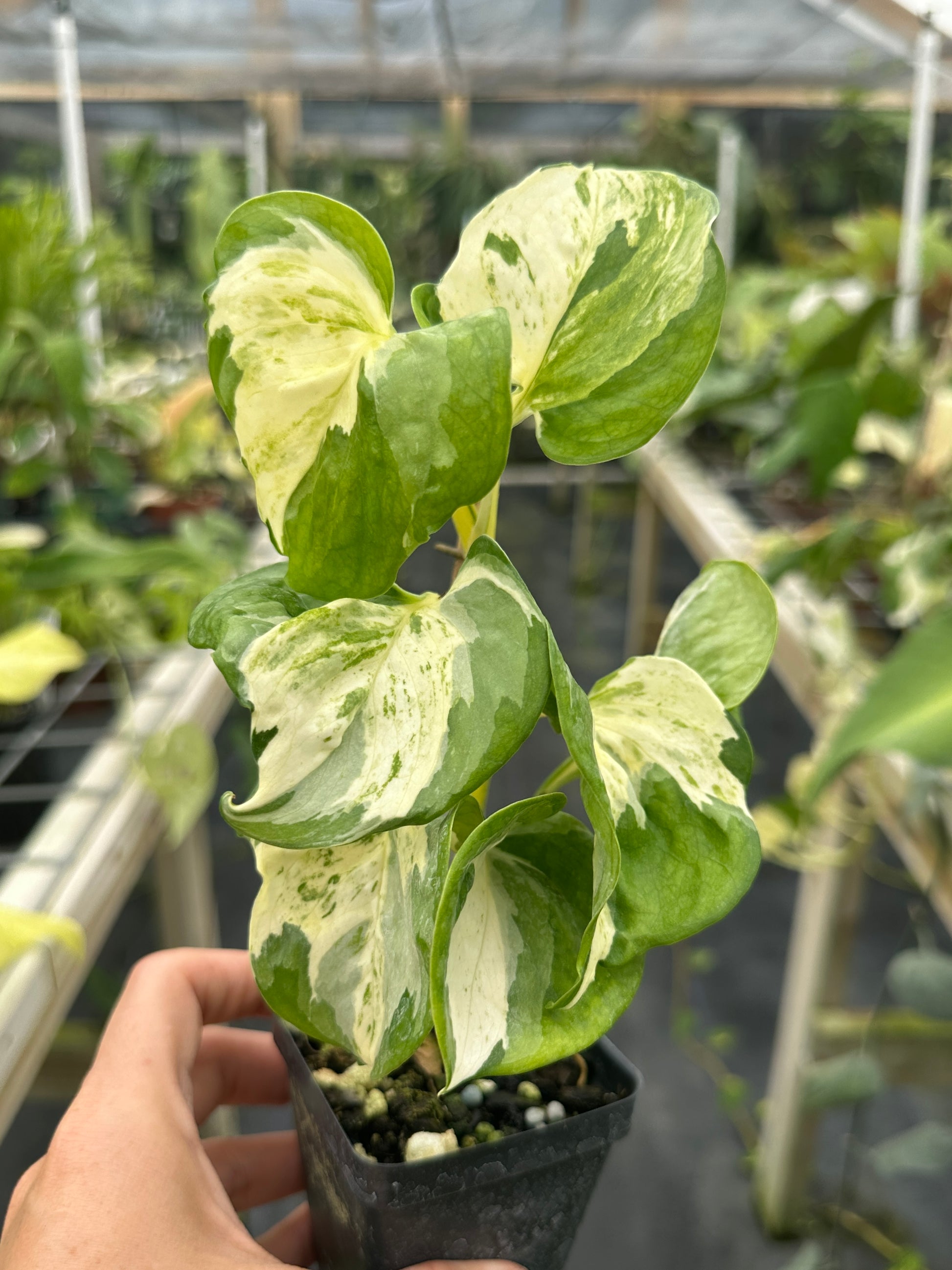 global pothos japan Epipremnum aureum 'Japanese Global' Kunzo Lineage – Top Notch Tropical