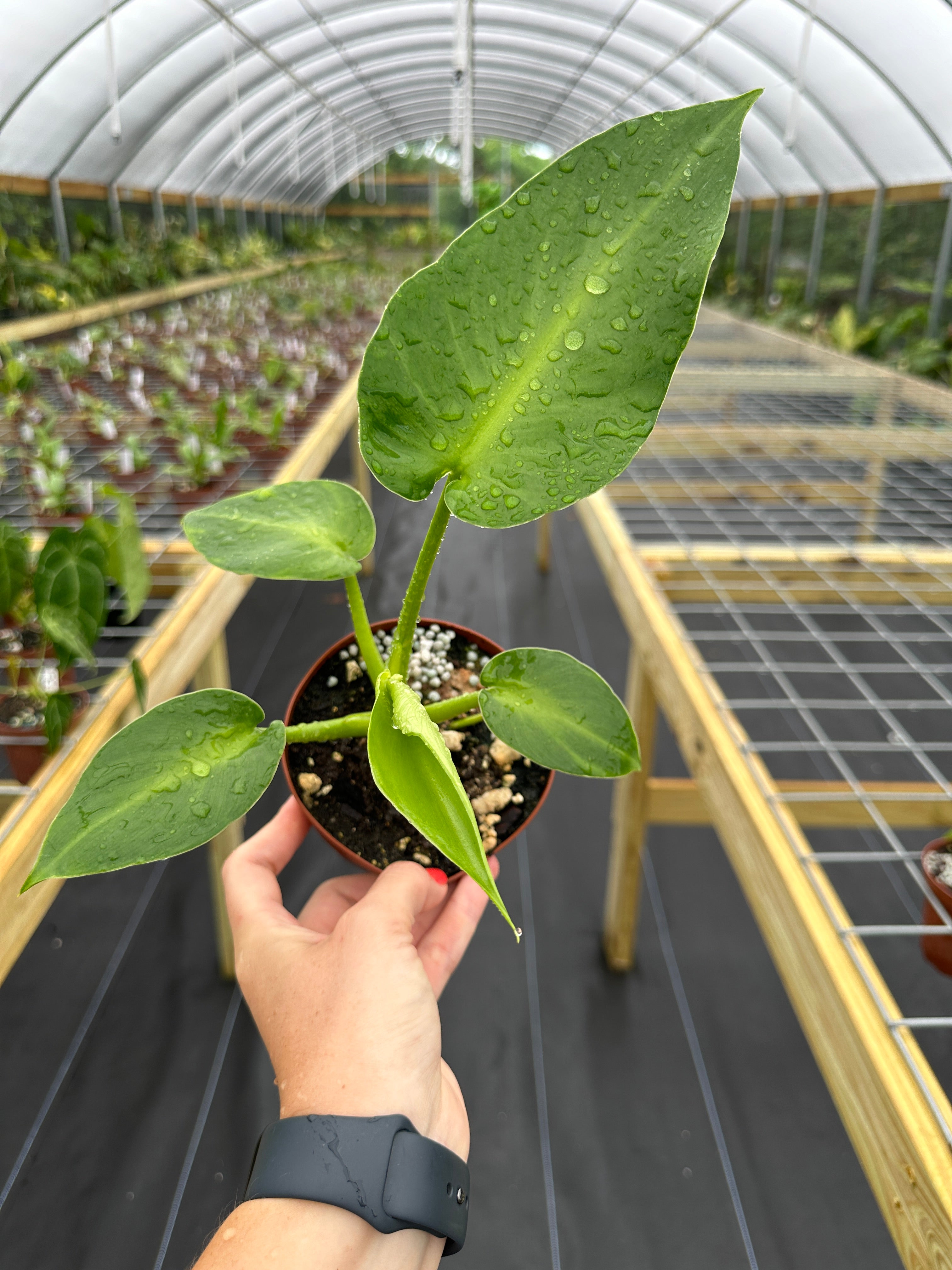Philo Rugosum Philodendron Rugosum Aberrant Form – Top Notch Tropical