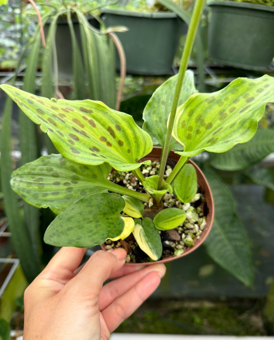 Drimiopsis maculata variegated