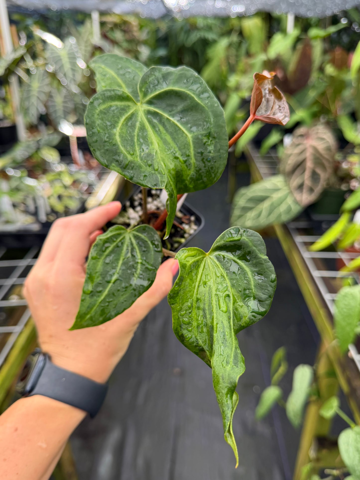 Anthurium Mutated & Variegated Bench Hybrid EXACT PLANT