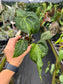Anthurium Mutated & Variegated Bench Hybrid EXACT PLANT