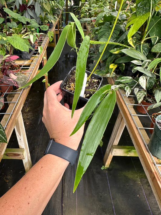 Zamia pseudoparasitica Rare epiphytic cycad by Ree Gardens