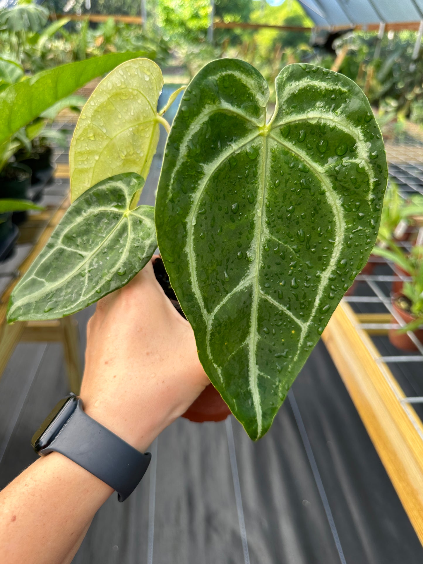 Anthurium SKG Silver x papillilaminum