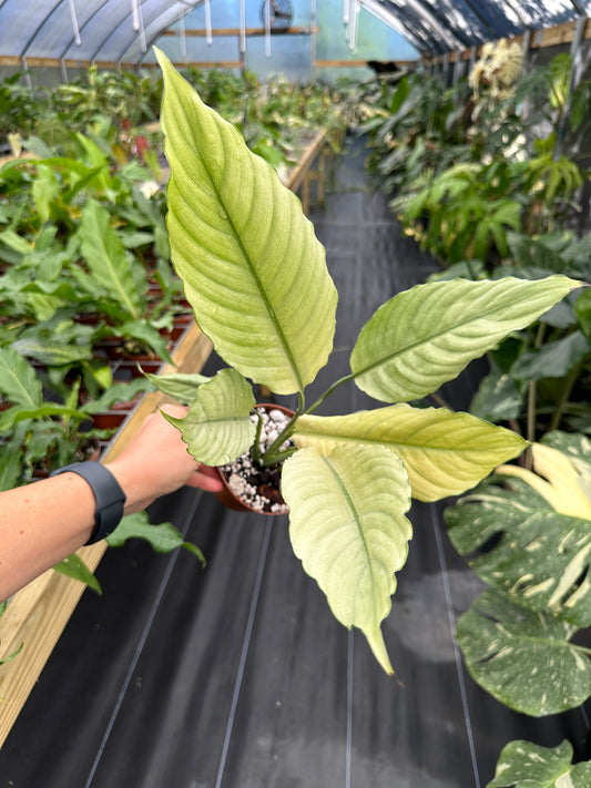 Spathiphyllum 'Ghost Mint', Peace lily full mint