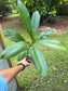 Dillenia indica tree