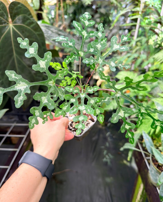 Adenia perrieri Ultra Rare Succulent