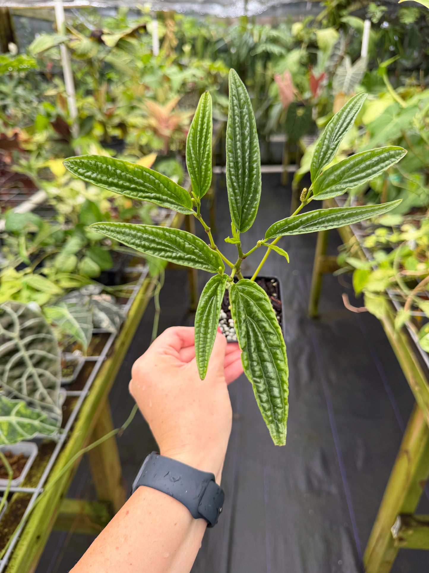 Piper sp. (Dark Bullate leaves) Rare