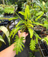 Thaumatophyllum /Philodendron Xanadu Variegated, Dwarf Form