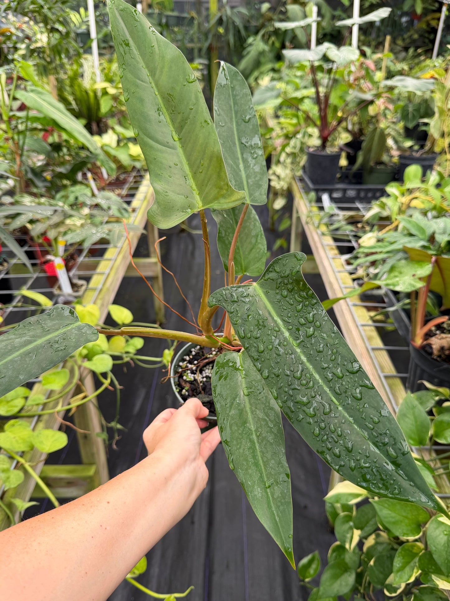 Philodendron Mexicanum