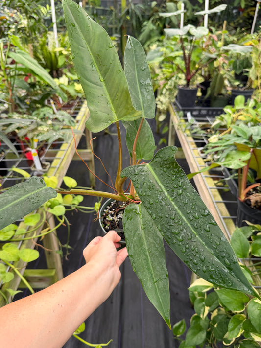 Philodendron Mexicanum