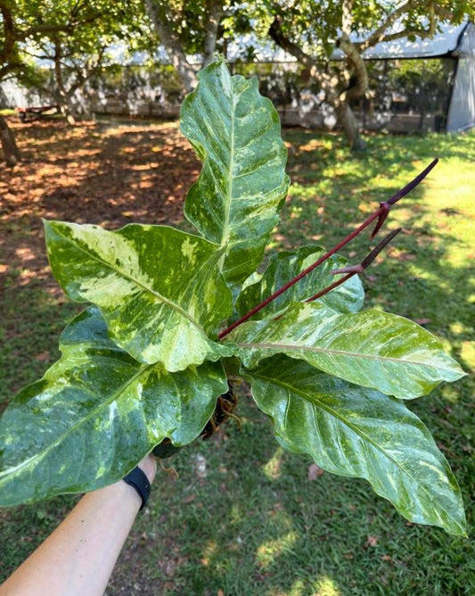 Anthurium Birds Nest hybrid variegated