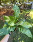 Anthurium Birds Nest hybrid variegated Large