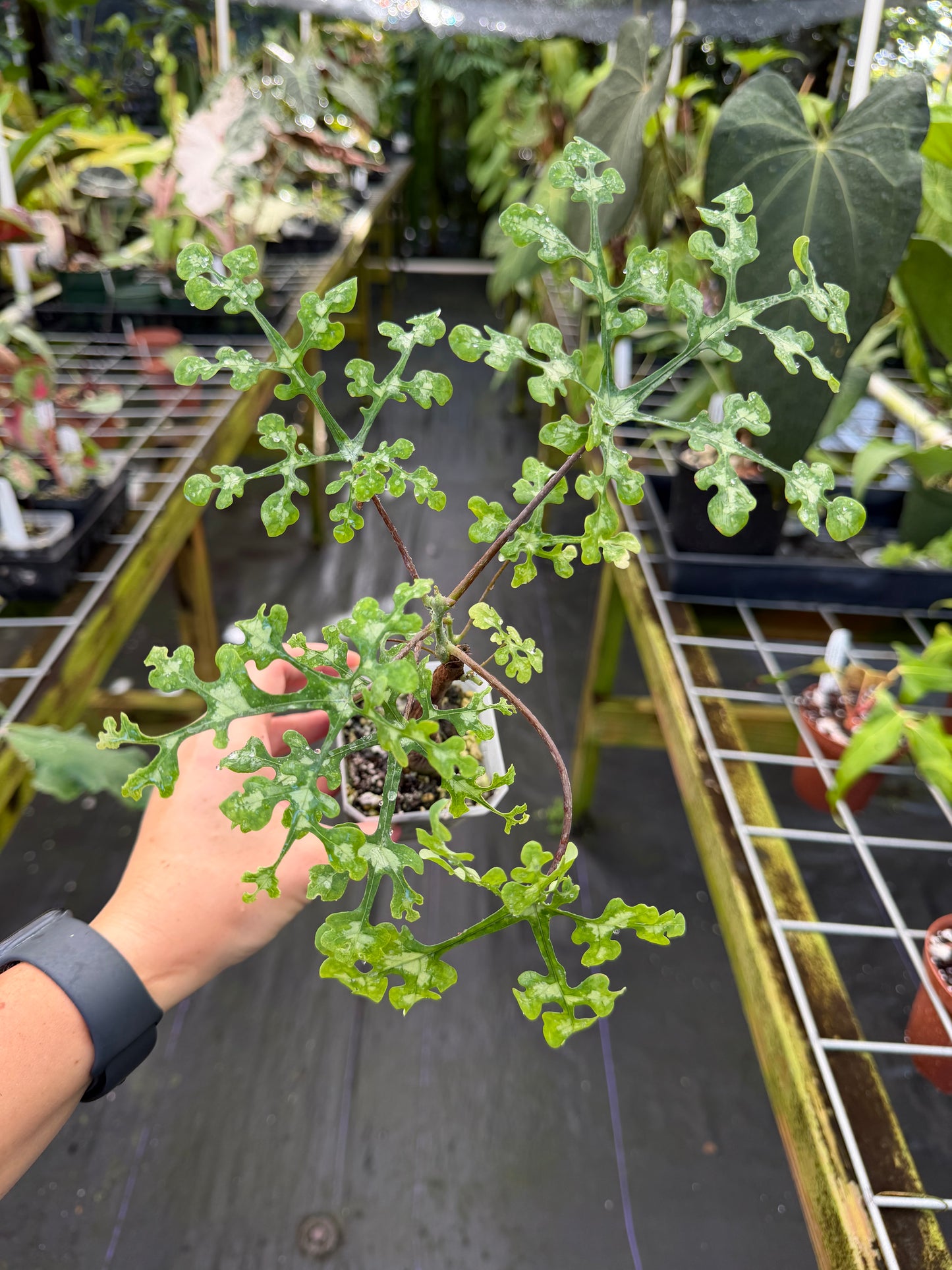 Adenia perrieri Ultra Rare Succulent