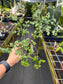 Adenia perrieri Ultra Rare Succulent