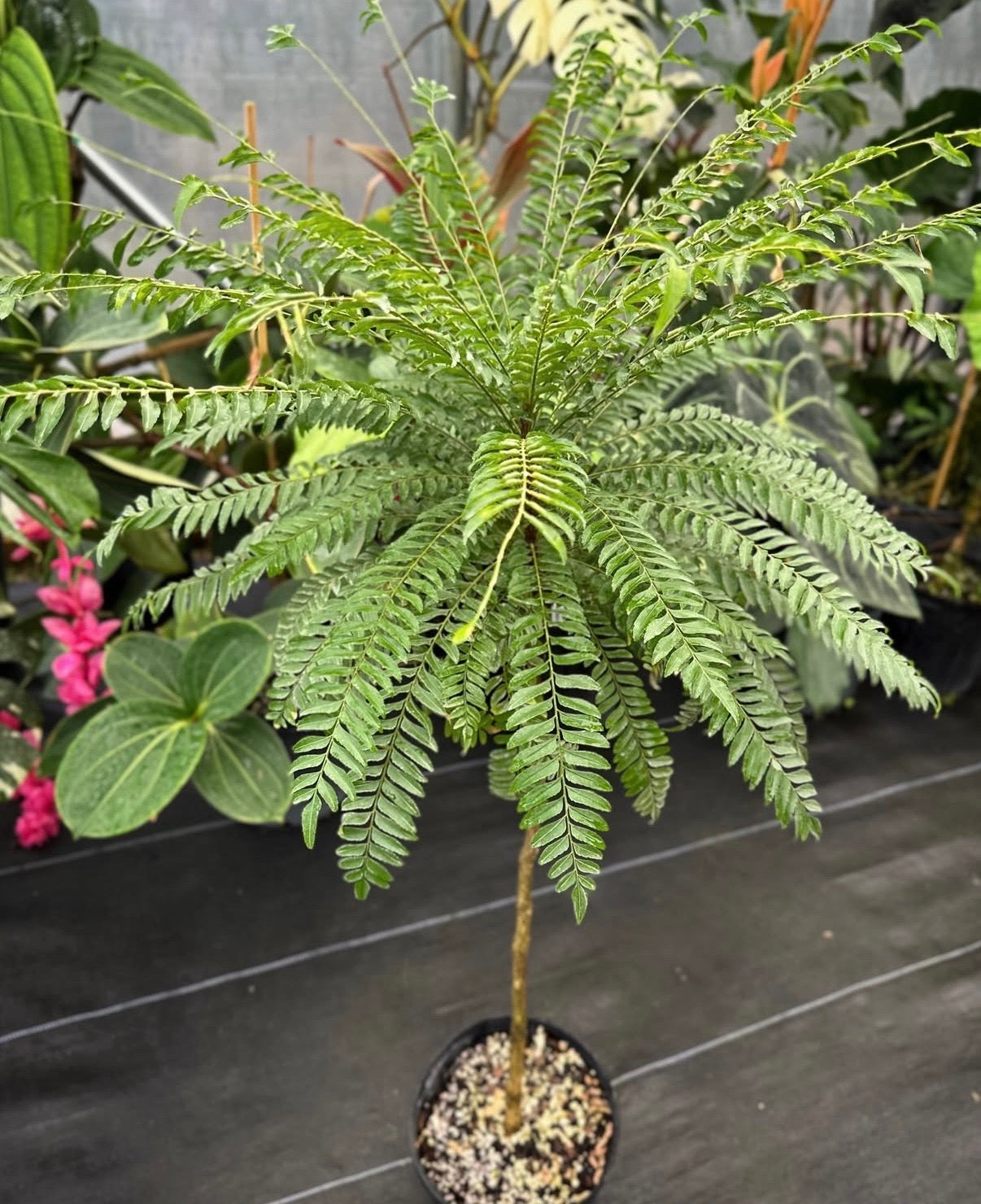 Pseudopteris decipiens, Madagascar Lucky Tree, Rare