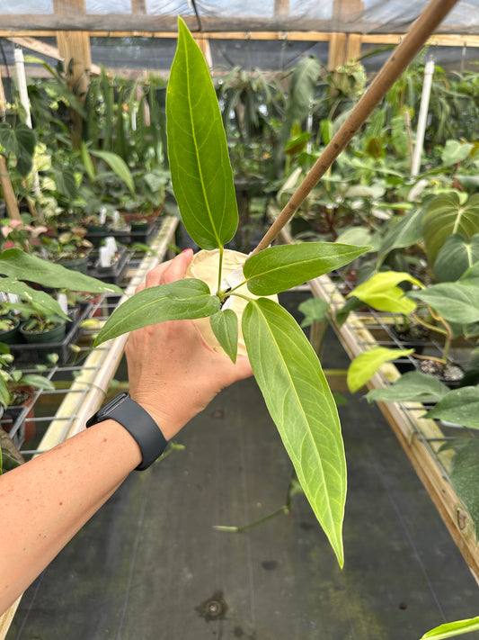 Anthurium colonicum Rare Panamanian species