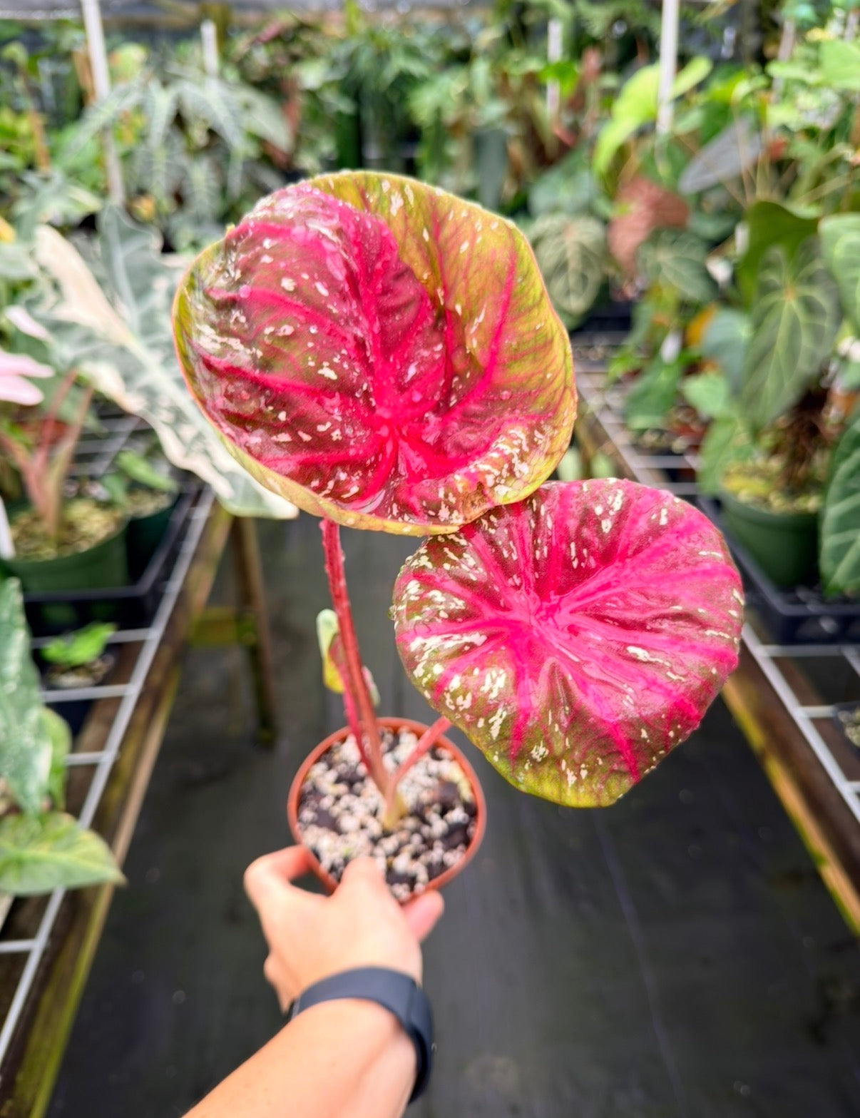 Caladium Ruby Spoon Rare Hybrid