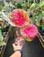 Caladium Ruby Spoon Rare Hybrid