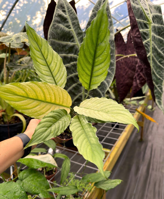 Spathiphyllum 'Ghost Mint', Peace lily