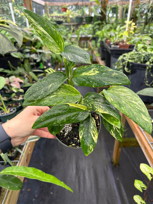 Monstera Standleyana Aurea Variegated