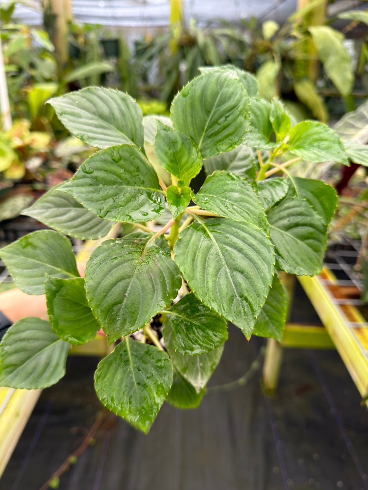 Impatiens cinnabarina, Rare African Species