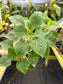 Impatiens cinnabarina, Rare African Species