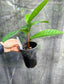 Ficus habrophylla, Rare New Caledonia Fig
