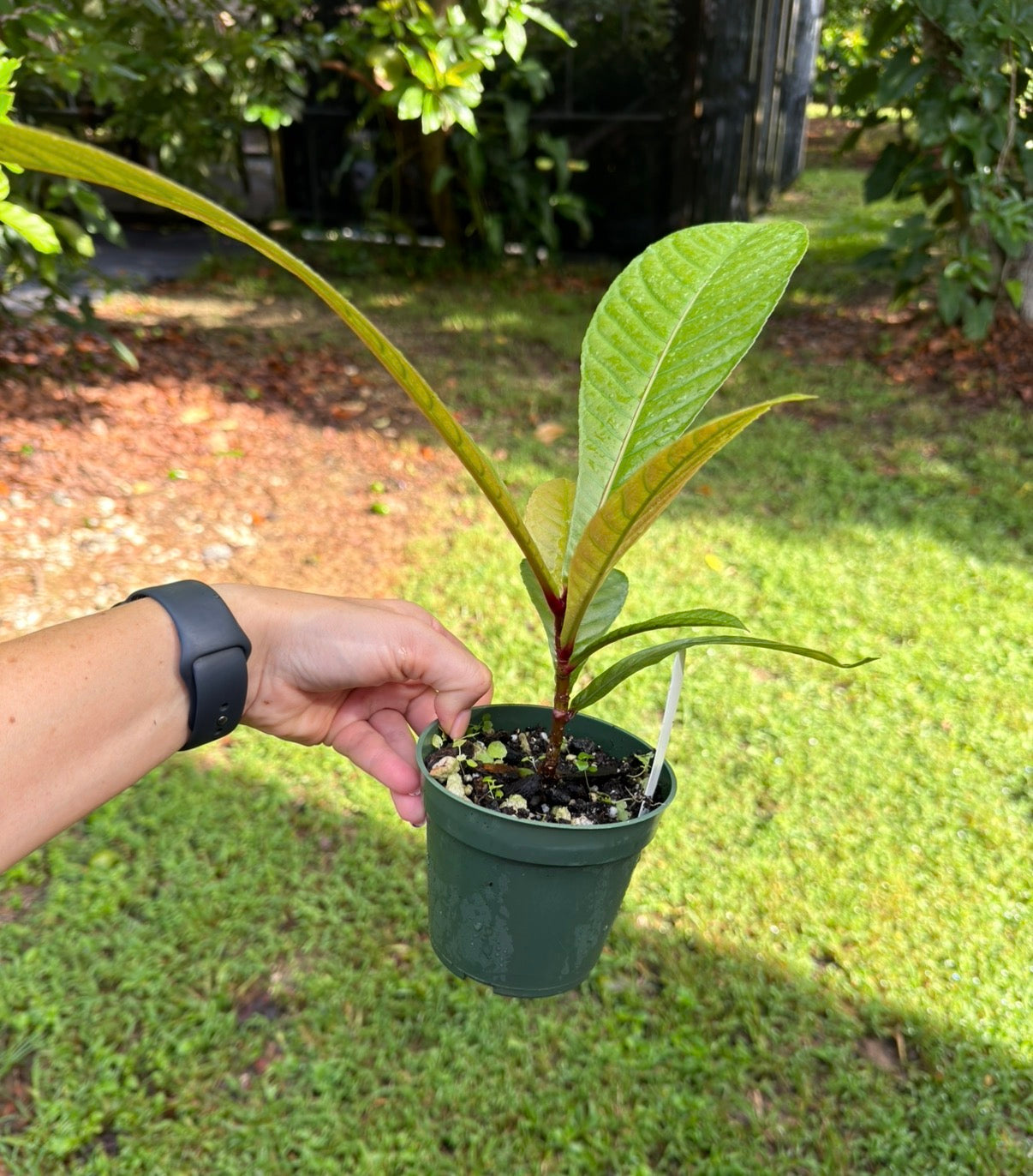 Octamyrtus glomerata,  Rare