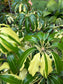 Tupidanthus Calyptratus Variegated, Schefflera Pueckleri Variegated