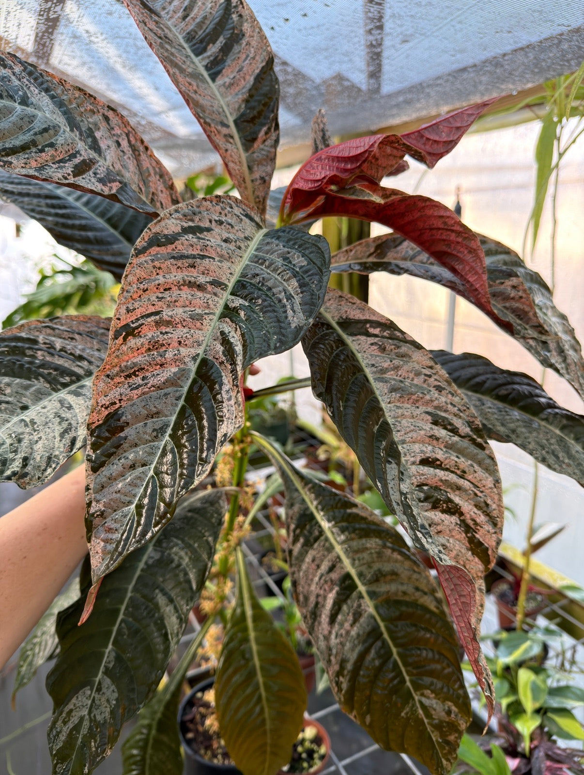 Large Hoffmannia ghiesbreghtii Variegated, EXACT PLANT, LOCAL PICK UP SPECIAL