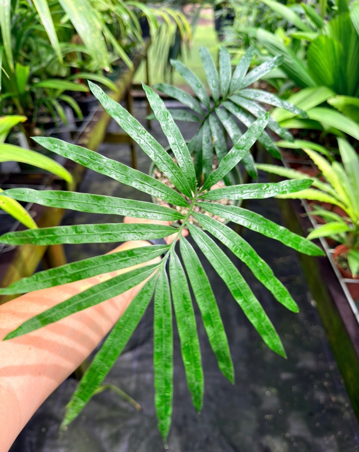 Cycas glauca Rare Cycad