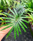 Cycas glauca Rare Cycad