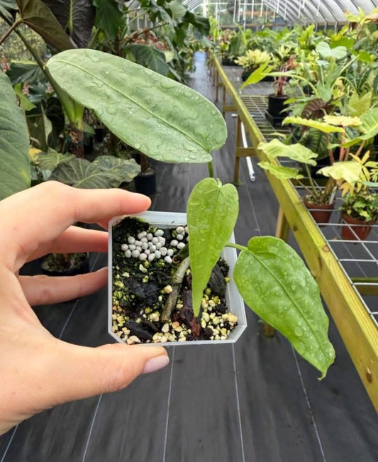 Anthurium sp. 'Limon'