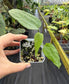 Anthurium sp. 'Limon'