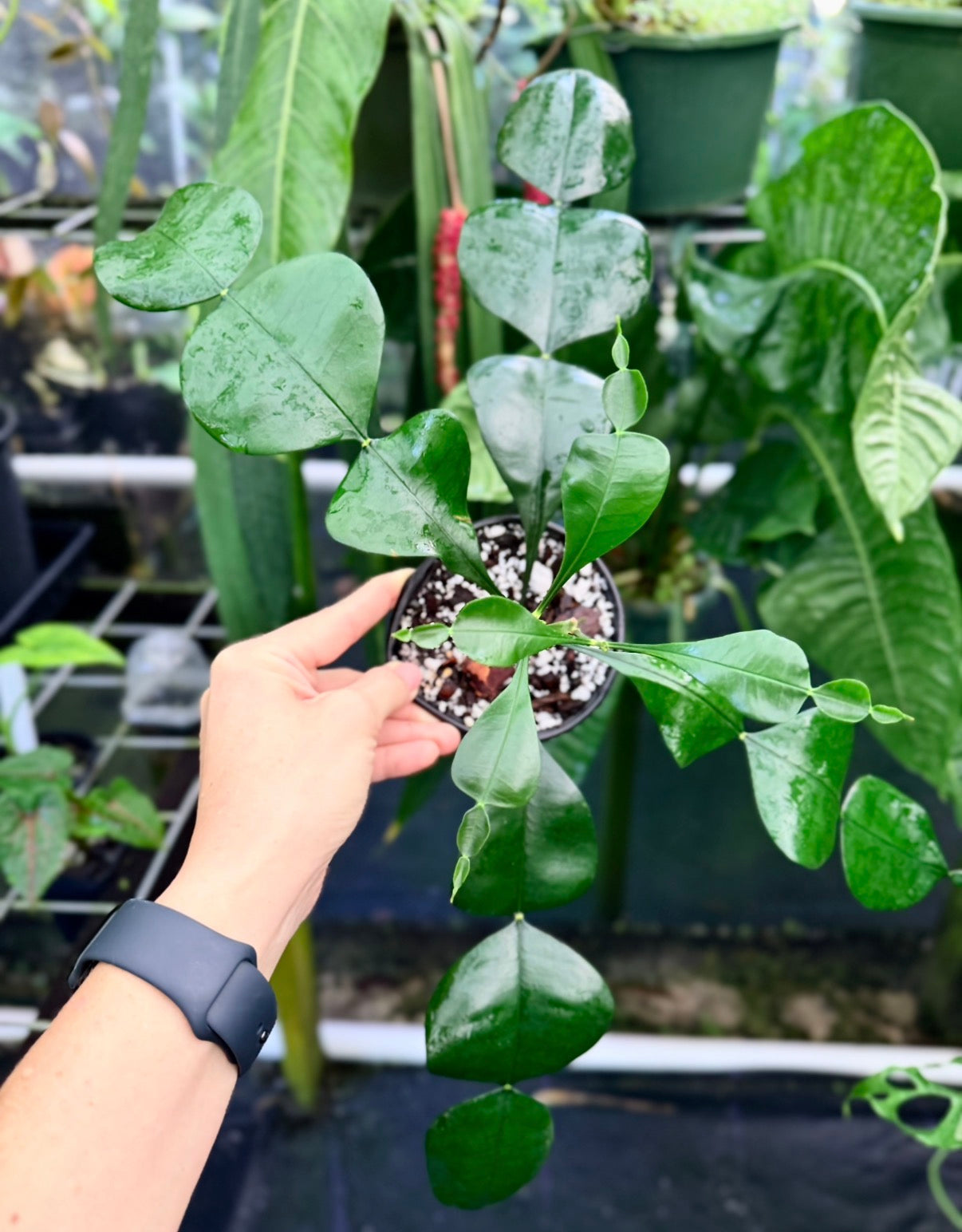 Phyllarthron cauliflorum , Ultra Rare