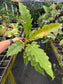 Philodendron Ring of Fire Variegated