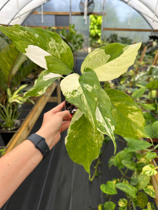 Aglaonema modestum 'Spilt Milk'