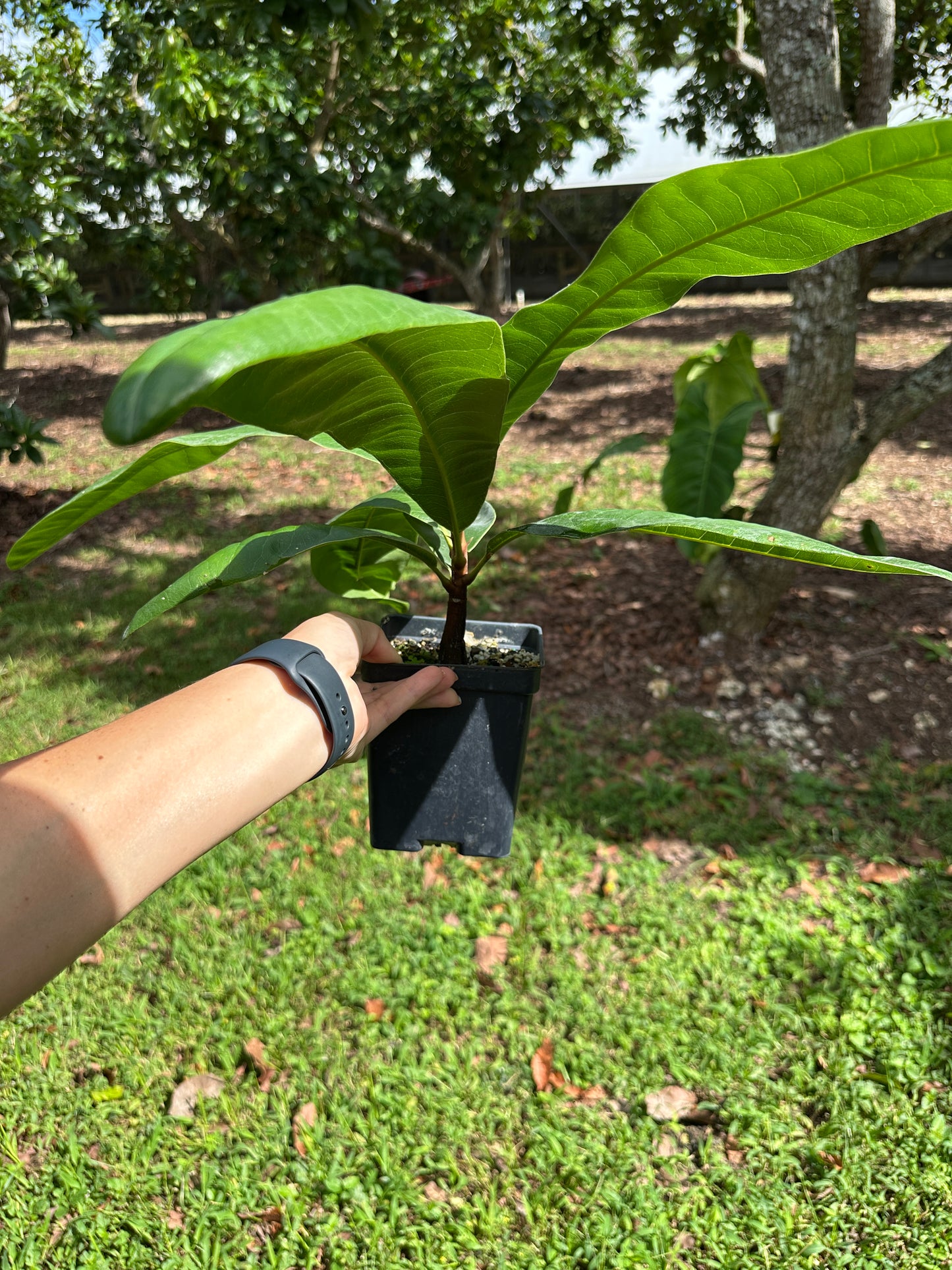 Clavija domingensis ULTRA RARE Shrub