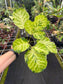 Polyscias sp. Variegated